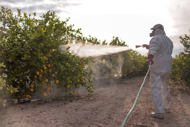 Best Termite Control Services  in Coleraine, MN