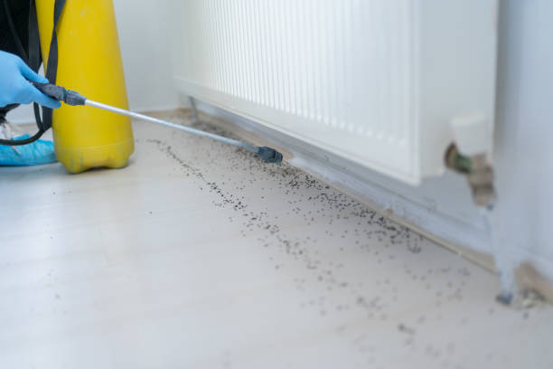Best Affordable Pest Control Services  in Coleraine, MN